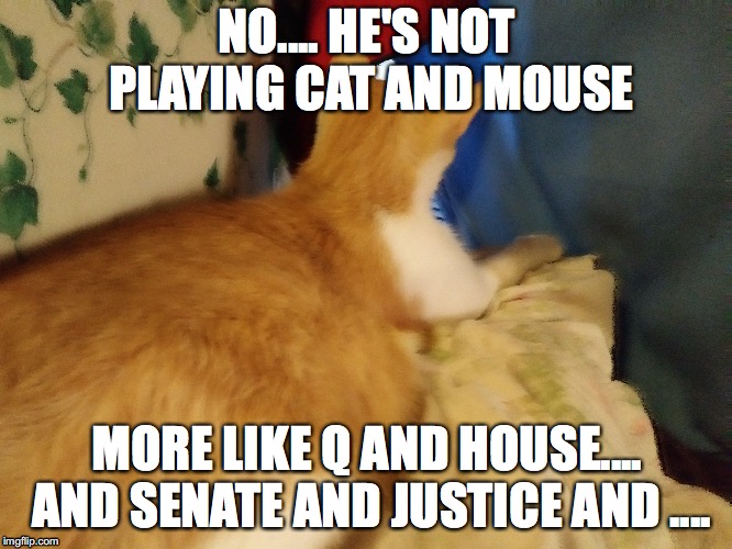 Watching for her Que | NO.... HE'S NOT PLAYING CAT AND MOUSE; MORE LIKE Q AND HOUSE.... AND SENATE AND JUSTICE AND .... | image tagged in q,waiting,justice,shoedrop,judgement,larp | made w/ Imgflip meme maker