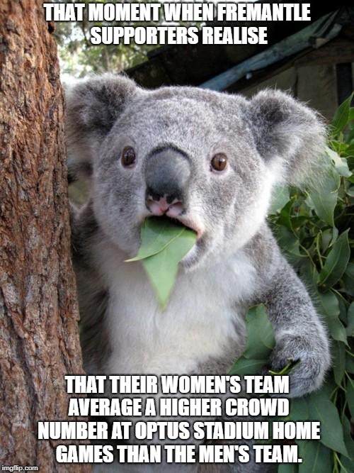 Fremantle Surprised Koala | THAT MOMENT WHEN FREMANTLE SUPPORTERS REALISE; THAT THEIR WOMEN'S TEAM AVERAGE A HIGHER CROWD NUMBER AT OPTUS STADIUM HOME GAMES THAN THE MEN'S TEAM. | image tagged in memes,surprised koala | made w/ Imgflip meme maker