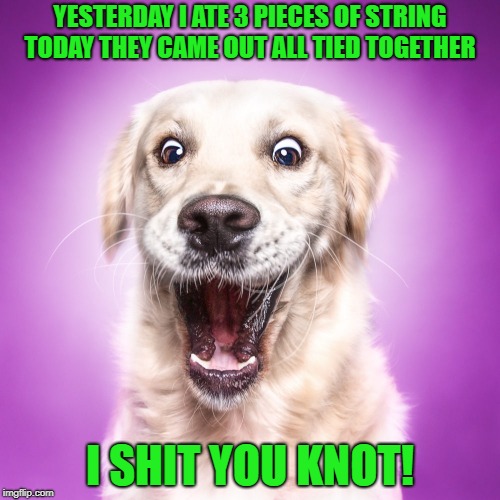 coming out party | YESTERDAY I ATE 3 PIECES OF STRING TODAY THEY CAME OUT ALL TIED TOGETHER; I SHIT YOU KNOT! | image tagged in dog,string,knot | made w/ Imgflip meme maker