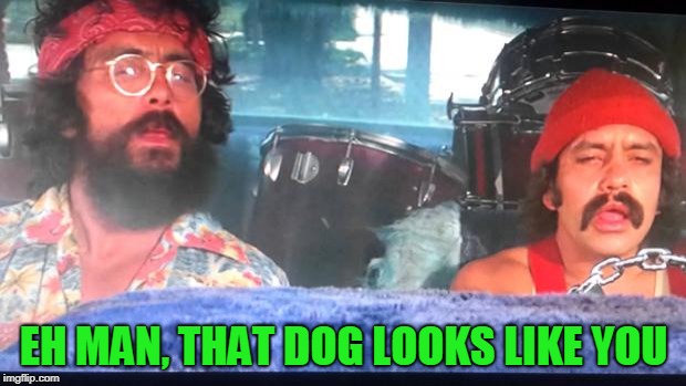 cheech and chong | EH MAN, THAT DOG LOOKS LIKE YOU | image tagged in cheech and chong | made w/ Imgflip meme maker