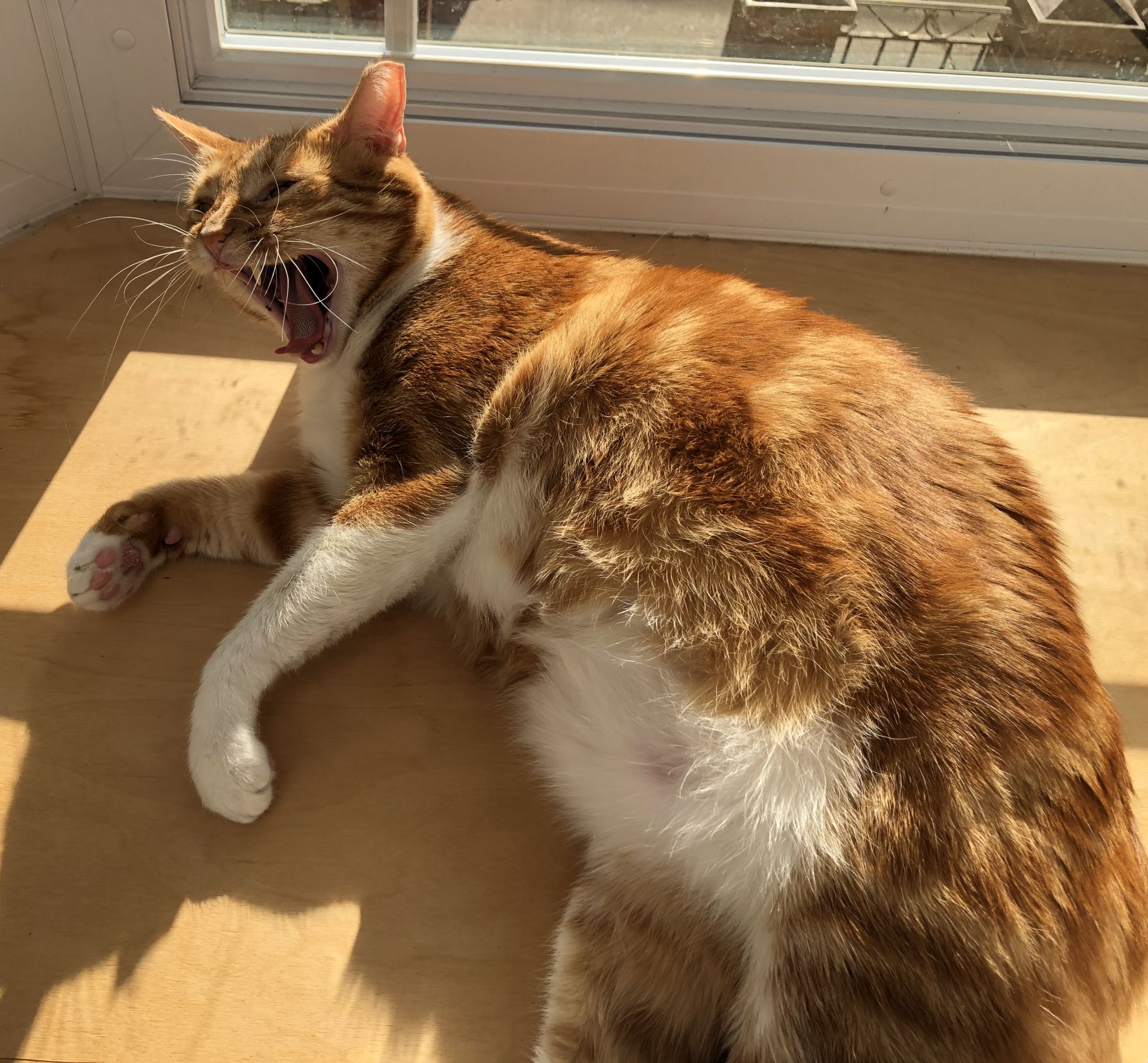 Fat Cat Scream Blank Meme Template