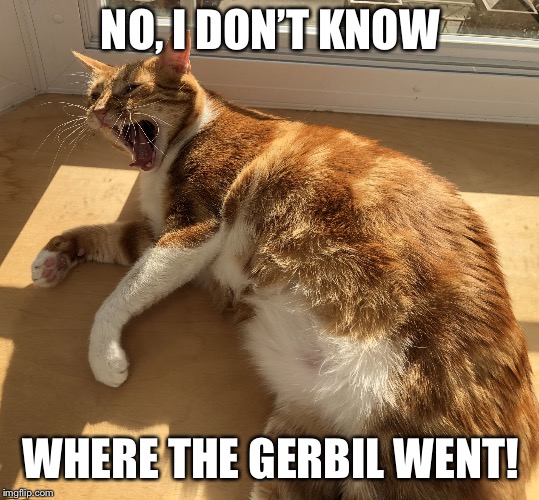 Fat Cat Scream | NO, I DON’T KNOW; WHERE THE GERBIL WENT! | image tagged in fat cat scream | made w/ Imgflip meme maker