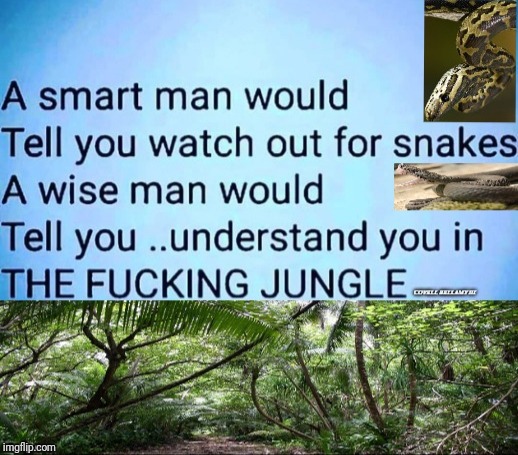 image tagged in snakes jungle | made w/ Imgflip meme maker