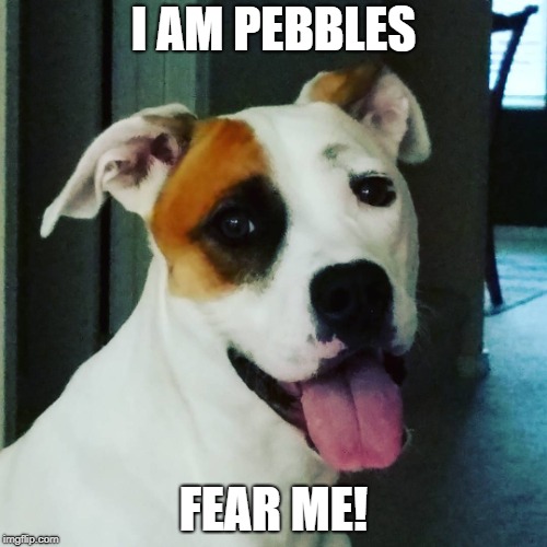 I AM PEBBLES; FEAR ME! | image tagged in funny,dog,smile,cute | made w/ Imgflip meme maker