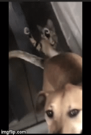 Woosh woosh | image tagged in gifs,cute cat | made w/ Imgflip video-to-gif maker