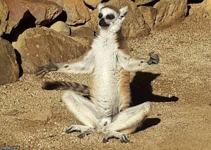 image tagged in meditation,animals,lemur,funny | made w/ Imgflip meme maker