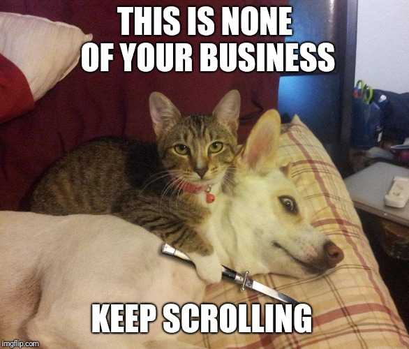 cat, dog & knife | THIS IS NONE OF YOUR BUSINESS; KEEP SCROLLING | image tagged in cat dog & knife | made w/ Imgflip meme maker