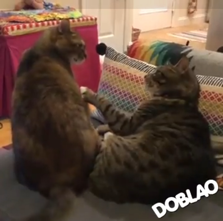 Queri pelear Blank Meme Template