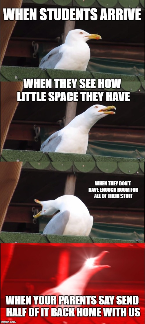 Inhaling Seagull Meme | WHEN STUDENTS ARRIVE; WHEN THEY SEE HOW LITTLE SPACE THEY HAVE; WHEN THEY DON'T HAVE ENOUGH ROOM FOR ALL OF THEIR STUFF; WHEN YOUR PARENTS SAY SEND HALF OF IT BACK HOME WITH US | image tagged in memes,inhaling seagull | made w/ Imgflip meme maker