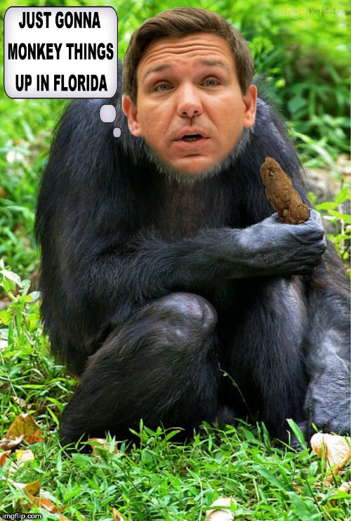ron desantis | image tagged in monkey,monkeys,florida,moron,chimp,racist | made w/ Imgflip meme maker
