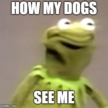 Kermit Weird Face | HOW MY DOGS; SEE ME | image tagged in kermit weird face | made w/ Imgflip meme maker
