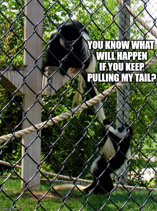 monkey pulling tail | YOU KNOW WHAT WILL HAPPEN IF YOU KEEP PULLING MY TAIL? | image tagged in monkey pulling tail | made w/ Imgflip meme maker