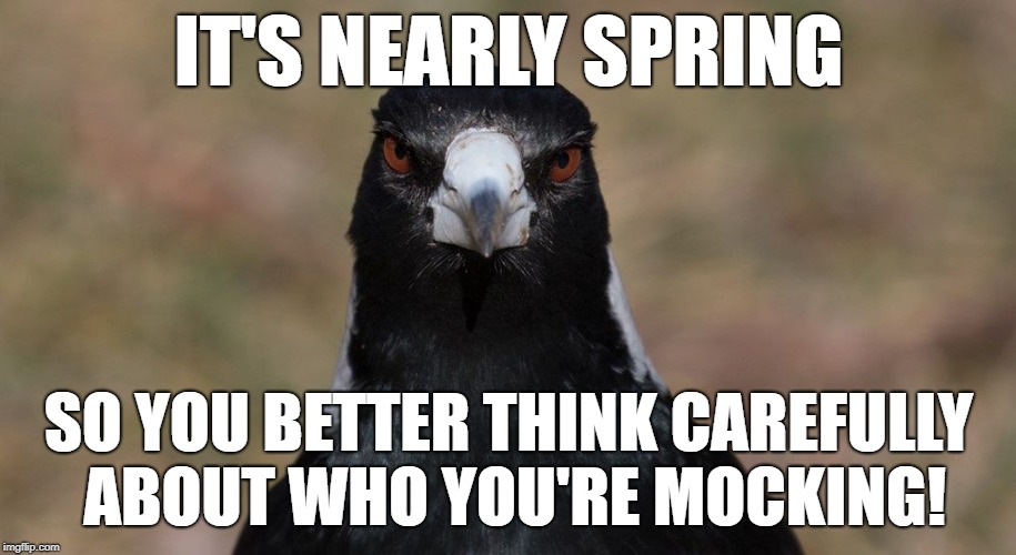 Angry magpie | IT'S NEARLY SPRING SO YOU BETTER THINK CAREFULLY ABOUT WHO YOU'RE MOCKING! | image tagged in angry magpie | made w/ Imgflip meme maker