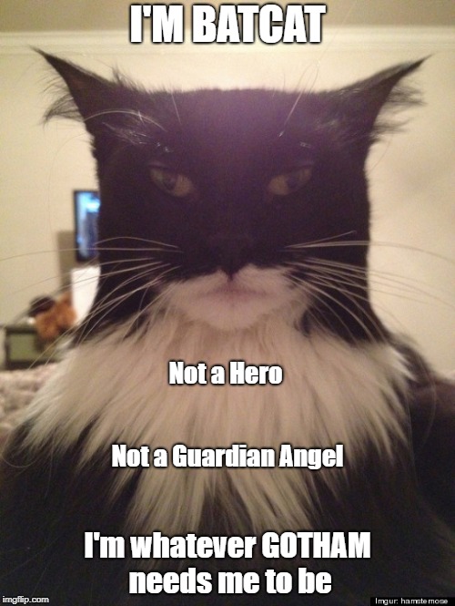 Batcat | I'M BATCAT; Not a Hero; Not a Guardian Angel; I'm whatever GOTHAM needs me to be | image tagged in batcat,funny cats,cat memes,batman,funny quotes | made w/ Imgflip meme maker