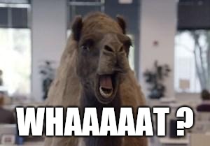 Hump Day Camel | WHAAAAAT ? | image tagged in hump day camel | made w/ Imgflip meme maker