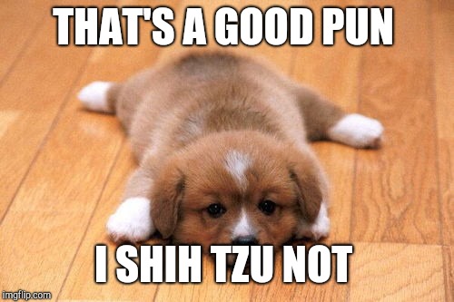 Puppy  | THAT'S A GOOD PUN I SHIH TZU NOT | image tagged in puppy | made w/ Imgflip meme maker