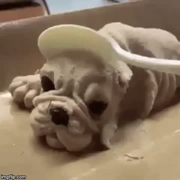 You humans are animals!  | WTF? | image tagged in gifs,dogs,cake,funny | made w/ Imgflip video-to-gif maker