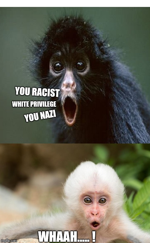 Reflection of Twitter & other social media  outlets | YOU RACIST; WHITE PRIVILEGE; YOU NAZI; WHAAH..... ! | image tagged in memes,animals | made w/ Imgflip meme maker