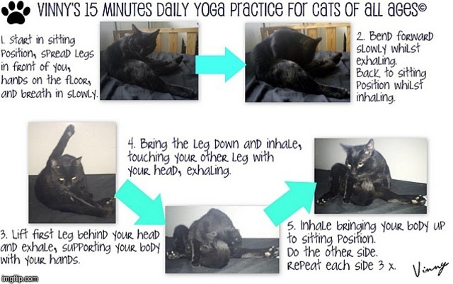 Yoga Cat | image tagged in cats,yoga,vinnytoobad,scotland | made w/ Imgflip meme maker