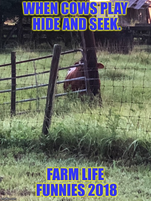 WHEN COWS PLAY HIDE AND SEEK. FARM LIFE FUNNIES
2018 | image tagged in hide and seek,farm life,pbplace4me,shelleyoliver,shelley oliver,cow | made w/ Imgflip meme maker