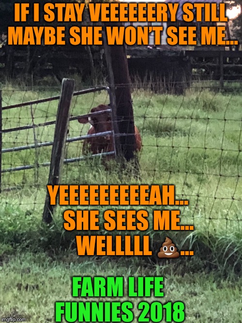 Well  | IF I STAY VEEEEEERY STILL MAYBE SHE WON’T SEE ME... YEEEEEEEEEAH... 
   SHE SEES ME...       
WELLLLL 💩... FARM LIFE FUNNIES 2018 | image tagged in well,farm life,cow,pbplace4me,shelley oliver,shelleyoliver | made w/ Imgflip meme maker