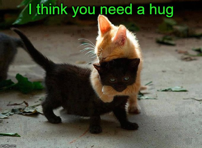 kitten hug | I think you need a hug | image tagged in kitten hug | made w/ Imgflip meme maker