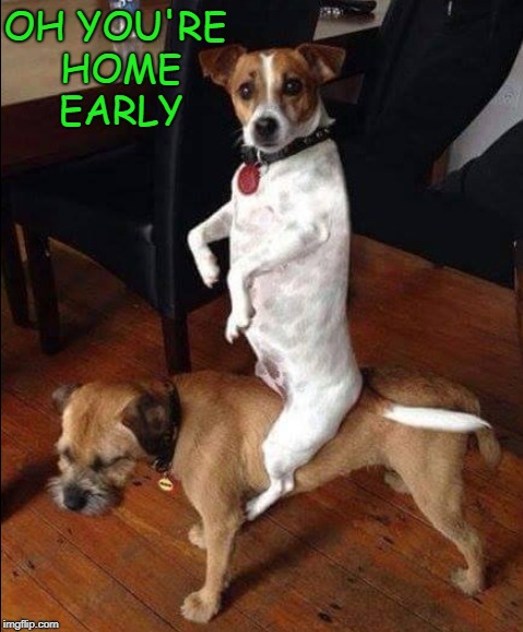 when the boss is away  | OH YOU'RE HOME EARLY | image tagged in funny dogs,mischief | made w/ Imgflip meme maker