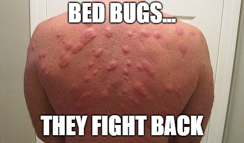 Bed Bugs Bite Back | BED BUGS... THEY FIGHT BACK | image tagged in bed bug bites back,bedbugs,back,bite,gross | made w/ Imgflip meme maker