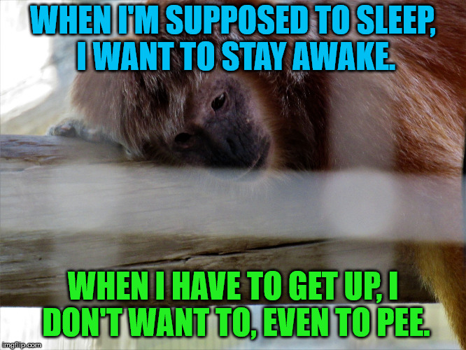 Snooze monkey | WHEN I'M SUPPOSED TO SLEEP, I WANT TO STAY AWAKE. WHEN I HAVE TO GET UP, I DON'T WANT TO, EVEN TO PEE. | image tagged in snooze monkey | made w/ Imgflip meme maker