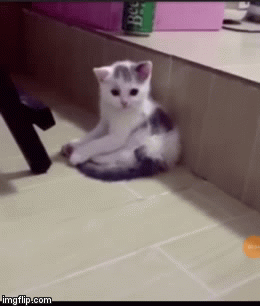 Poing | image tagged in gifs,cute cat | made w/ Imgflip video-to-gif maker