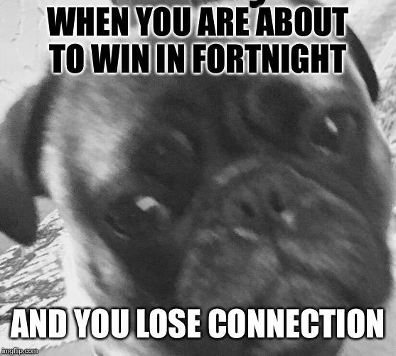 Sad day | WHEN YOU ARE ABOUT TO WIN IN FORTNIGHT; AND YOU LOSE CONNECTION | image tagged in sad pug | made w/ Imgflip meme maker