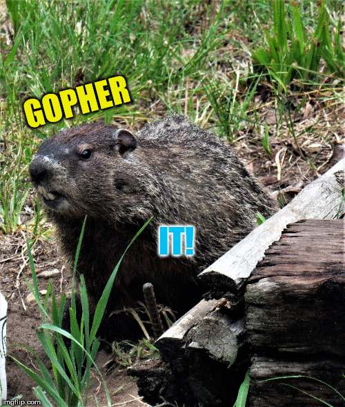 wouldchuck | GOPHER IT! | image tagged in wouldchuck | made w/ Imgflip meme maker