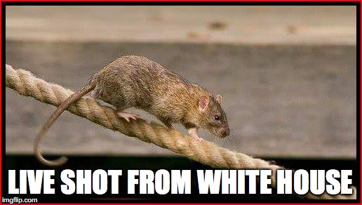 Live shot from White House | LIVE SHOT FROM WHITE HOUSE | image tagged in rats,republicans | made w/ Imgflip meme maker