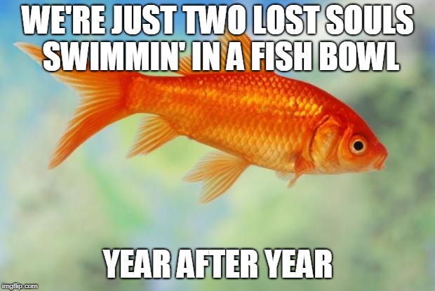 Goldfish of purity | WE'RE JUST TWO LOST SOULS SWIMMIN' IN A FISH BOWL YEAR AFTER YEAR | image tagged in goldfish of purity | made w/ Imgflip meme maker