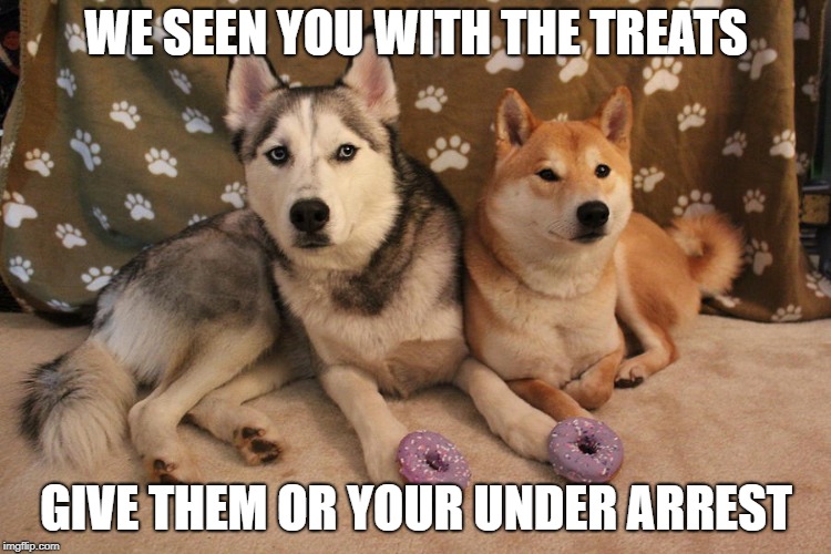 WE SEEN YOU WITH THE TREATS; GIVE THEM OR YOUR UNDER ARREST | image tagged in cop dogs | made w/ Imgflip meme maker