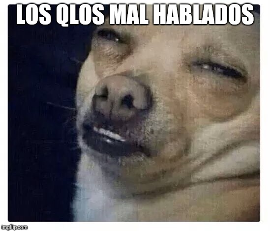 Chihuahua  | LOS QLOS MAL HABLADOS | image tagged in chihuahua | made w/ Imgflip meme maker
