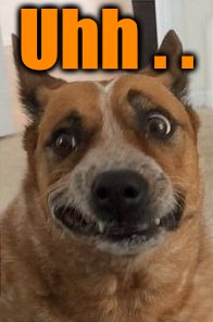 Dog Cringe | Uhh . . | image tagged in dog cringe | made w/ Imgflip meme maker