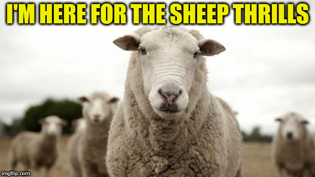 Sheep | I'M HERE FOR THE SHEEP THRILLS | image tagged in sheep | made w/ Imgflip meme maker