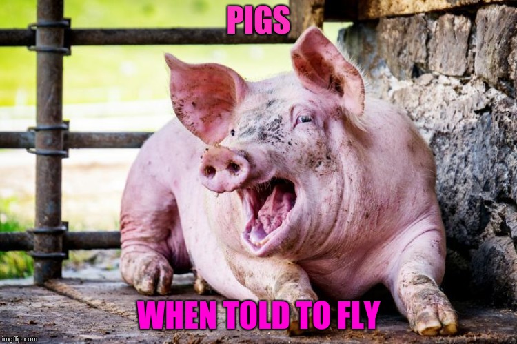 Laughing Pig | PIGS; WHEN TOLD TO FLY | image tagged in laughing pig | made w/ Imgflip meme maker