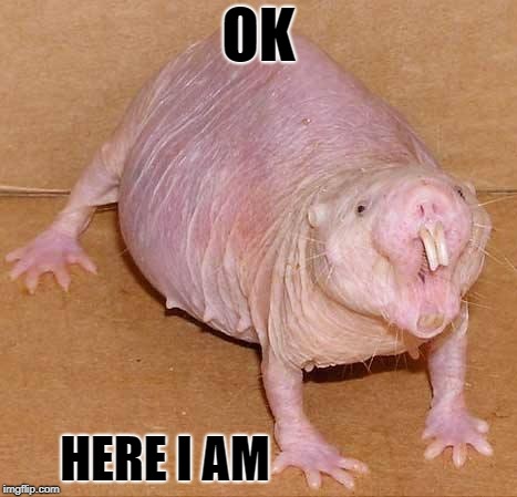 naked mole rat | OK HERE I AM | image tagged in naked mole rat | made w/ Imgflip meme maker