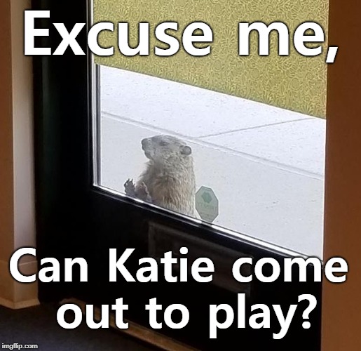 groundhog | Excuse me, Can Katie come out to play? | image tagged in groundhog | made w/ Imgflip meme maker