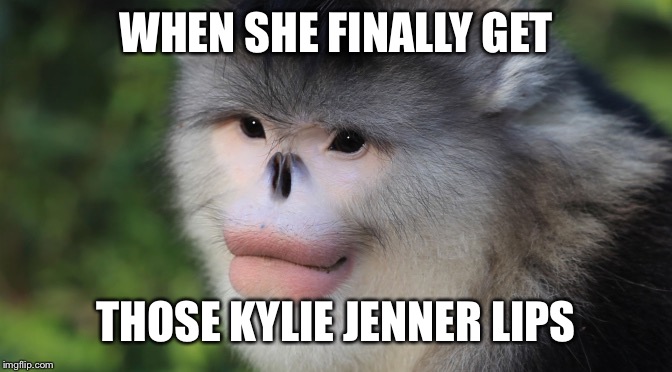 Pretty-ful Primate | WHEN SHE FINALLY GET; THOSE KYLIE JENNER LIPS | image tagged in monkey,kylie jenner,lips,funny animals | made w/ Imgflip meme maker