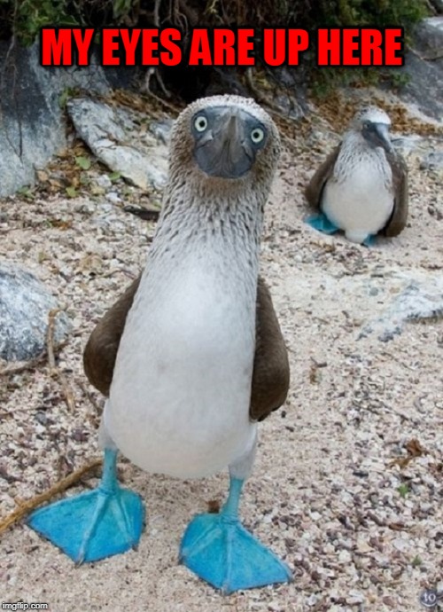 A Blue-Footed Boobie Teaches Political Correctness | MY EYES ARE UP HERE | image tagged in vince vance,blue footed boobie,national geographic,sula nebouxii,galpagos islands,birds | made w/ Imgflip meme maker