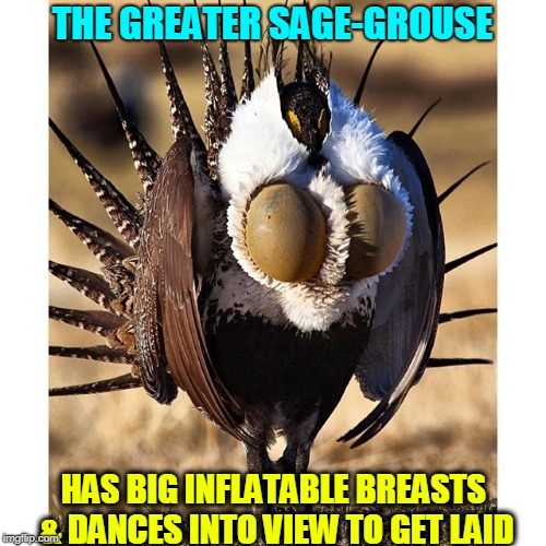 Inflatable Breasts: Not Just for Women Anymore | THE GREATER SAGE-GROUSE; HAS BIG INFLATABLE BREASTS & DANCES INTO VIEW TO GET LAID | image tagged in vince vance,birds with breasts,the greater sage-grouse,animals,birds | made w/ Imgflip meme maker