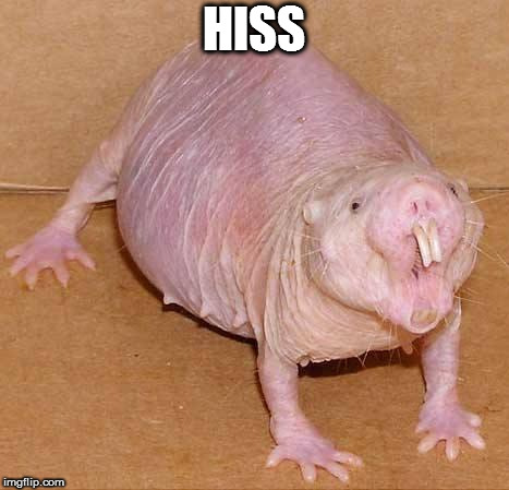 naked mole rat | HISS | image tagged in naked mole rat | made w/ Imgflip meme maker