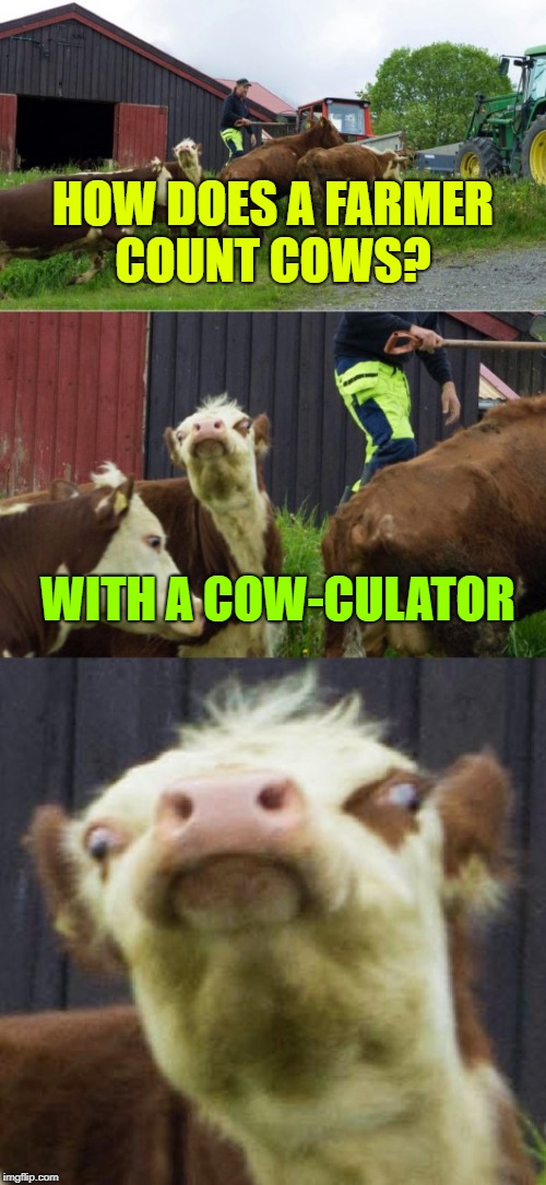 Start Counting | HOW DOES A FARMER COUNT COWS? WITH A COW-CULATOR | image tagged in bad pun cow,memes,farmers | made w/ Imgflip meme maker