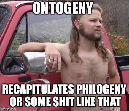 Mullet philosopher  | ONTOGENY; RECAPITULATES PHILOGENY OR SOME SHIT LIKE THAT | image tagged in mullet | made w/ Imgflip meme maker
