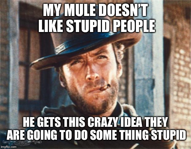 Clint Eastwood | MY MULE DOESN’T LIKE STUPID PEOPLE HE GETS THIS CRAZY IDEA THEY ARE GOING TO DO SOME THING STUPID | image tagged in clint eastwood | made w/ Imgflip meme maker