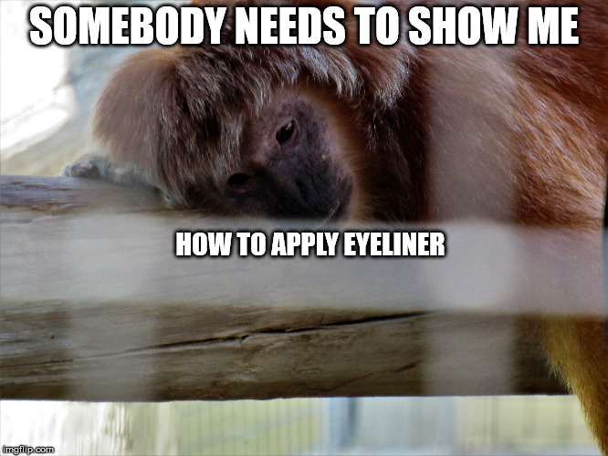 Snooze monkey | SOMEBODY NEEDS TO SHOW ME HOW TO APPLY EYELINER | image tagged in snooze monkey | made w/ Imgflip meme maker