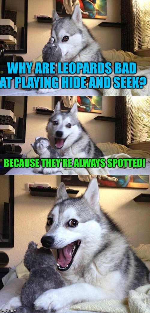 Bad Pun Dog | WHY ARE LEOPARDS BAD AT PLAYING HIDE AND SEEK? BECAUSE THEY’RE ALWAYS SPOTTED! | image tagged in memes,bad pun dog,scumbag | made w/ Imgflip meme maker